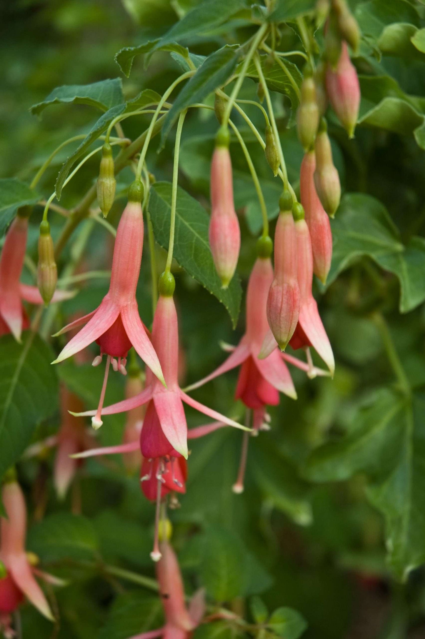 Fuchsia 'Prince of Orange'