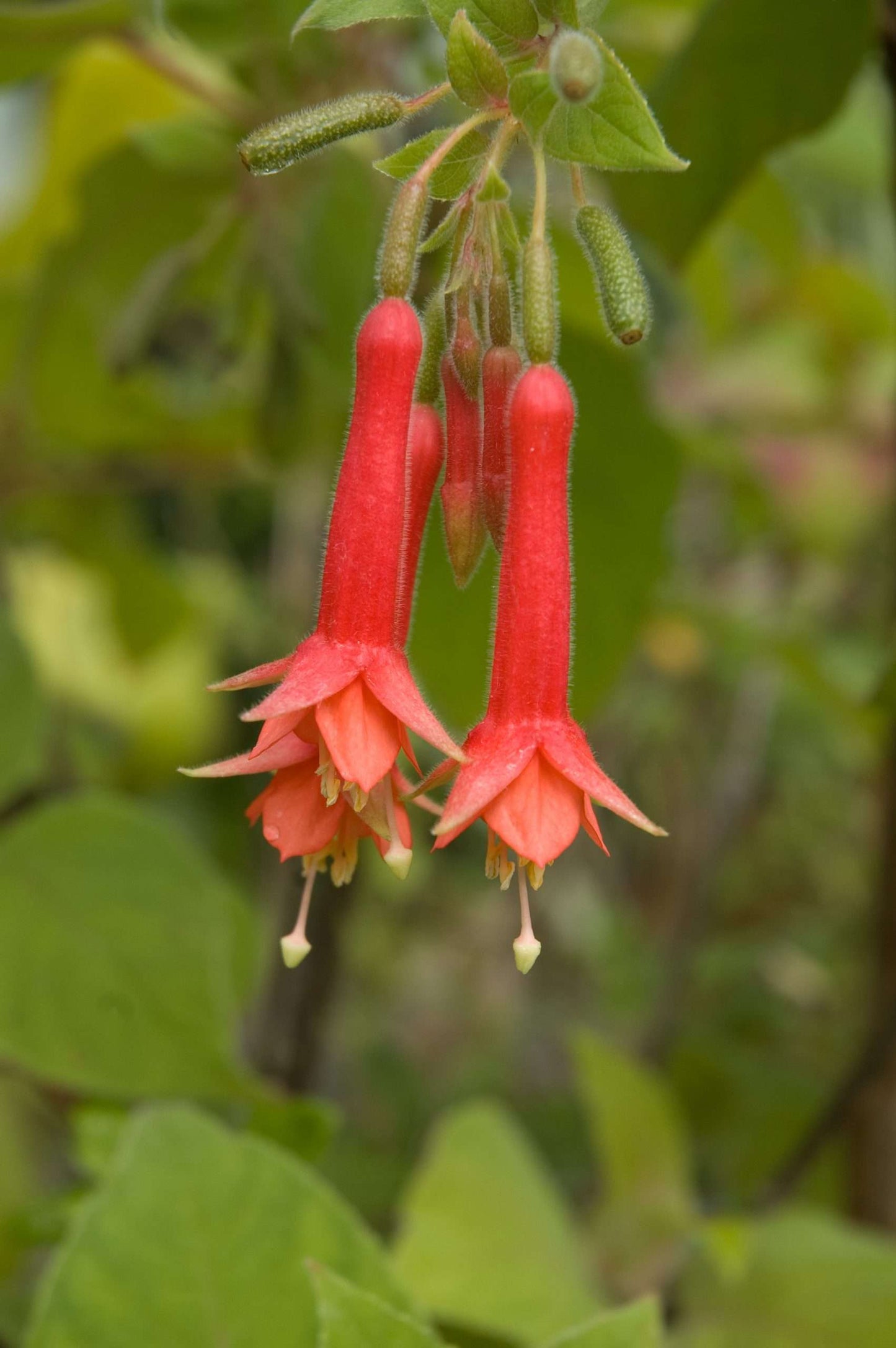 Fuchsia speciosa
