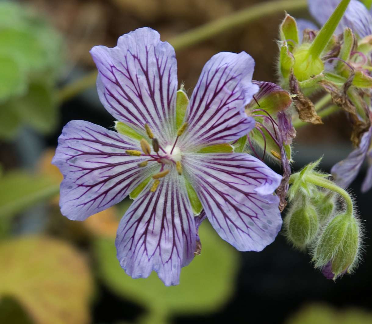 Geranium renardii 'Whiteknights'