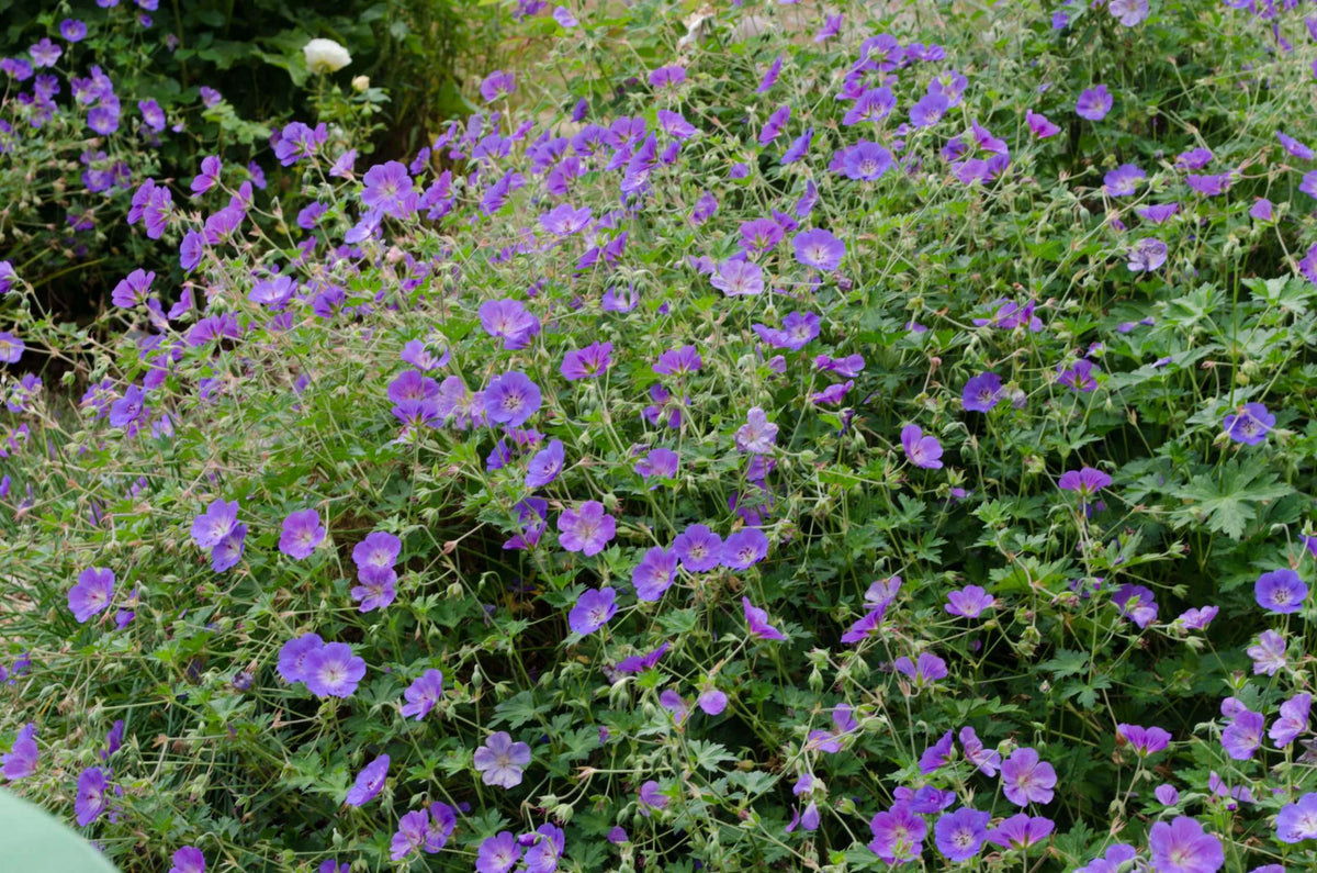 Geranium Rozanne™ – Secret Garden Growers