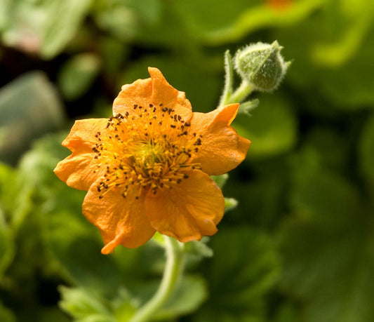 Geum 'Borisii'