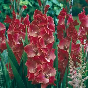 Gladiolus 'Aftershock'