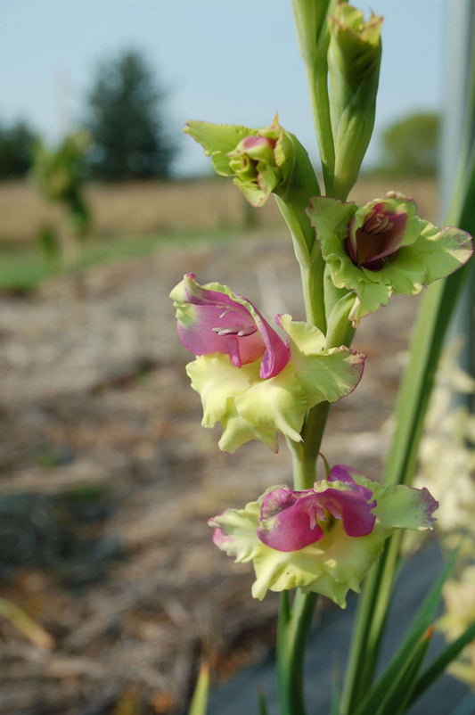 Gladiolus 'Flevo Bambino'