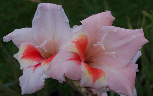 Gladiolus 'Shocking'