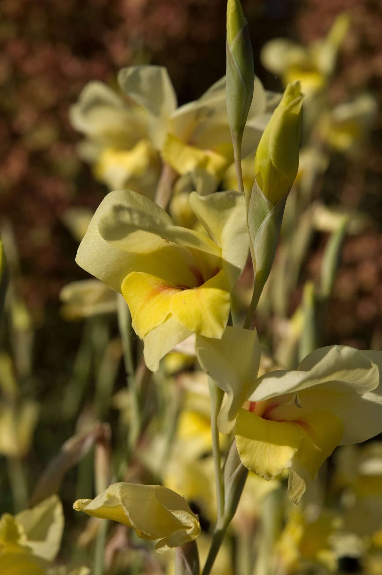 Gladiolus dalenii 'Boone'