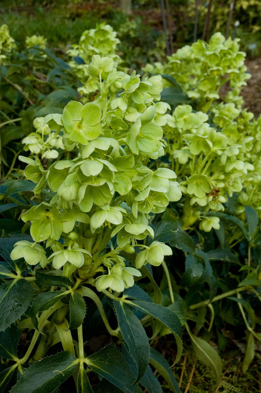 Helleborus foetidus