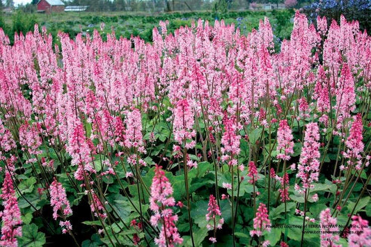Heucherella 'Dayglow Pink'