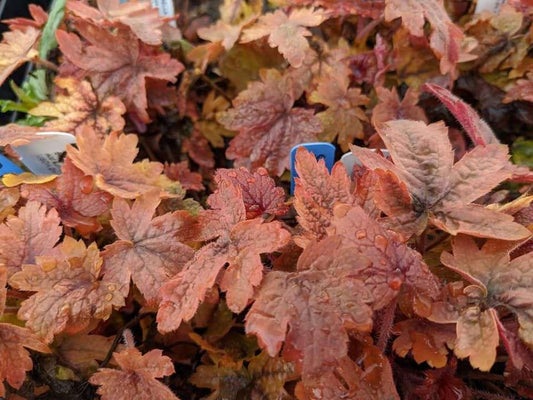 Heucherella 'Pumpkin Spice'