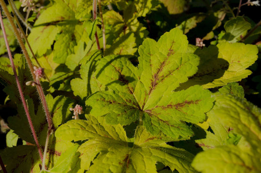 Heucherella 'Sunrise Falls' PP24666