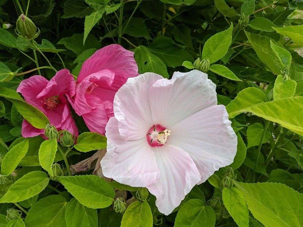 Hibiscus moscheutos Southern Belle Group