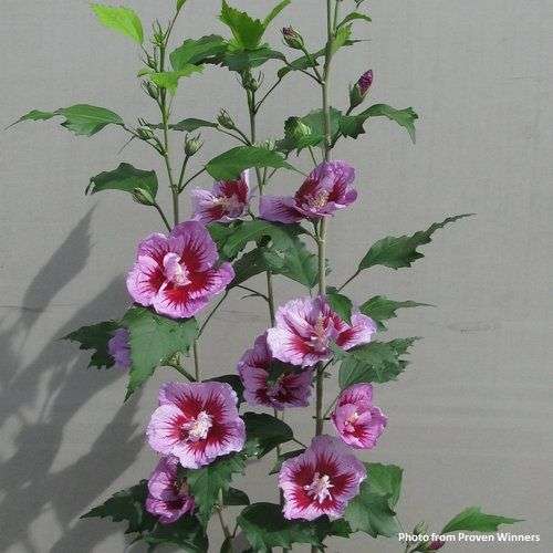 Hibiscus syriacus 'Purple Pillar"® PP25568