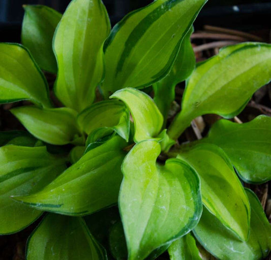 Hosta 'Cracker Crumbs'
