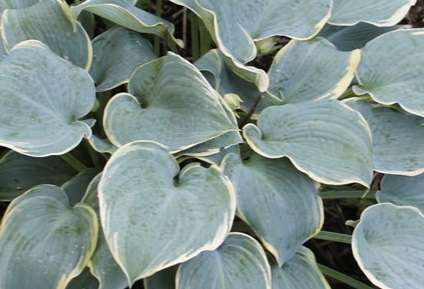 Hosta 'Frosted Dimples'