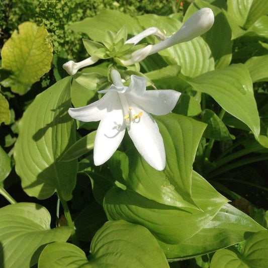 Hosta plantaginea
