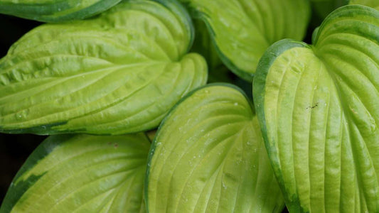 Hosta 'Stained Glass'