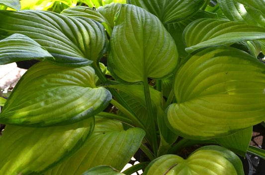 Hosta 'Sum and Substance'
