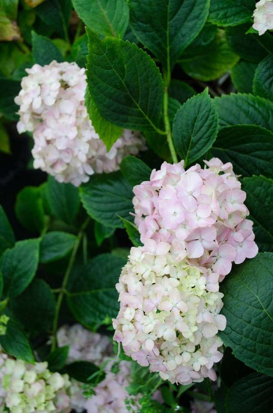 Hydrangea macrophylla 'Mini Penny'