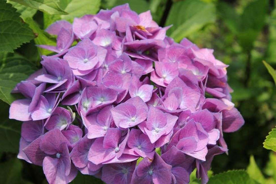 Hydrangea macrophylla Onyx™ Peacock – Secret Garden Growers