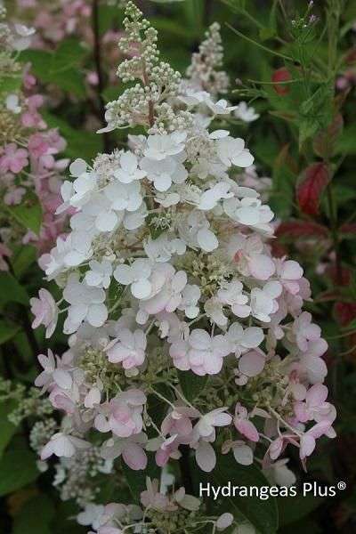 Hydrangea paniculata Pinky Winky®