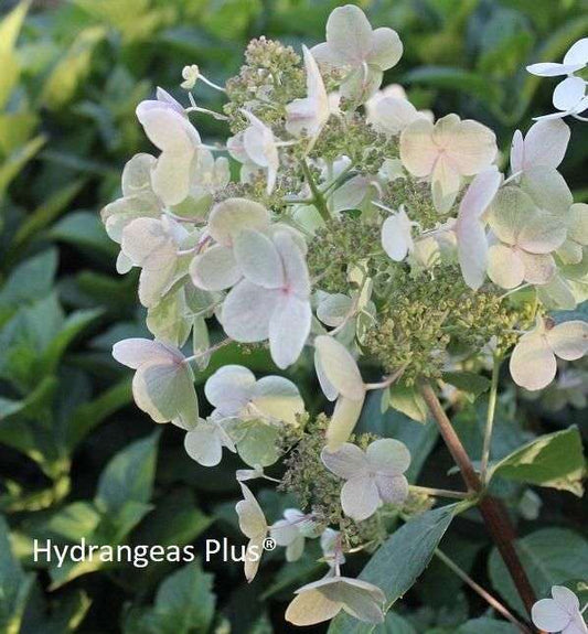 Hydrangea paniculata 'Quick Fire'®