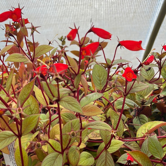 Gloxinia 'Little Red'