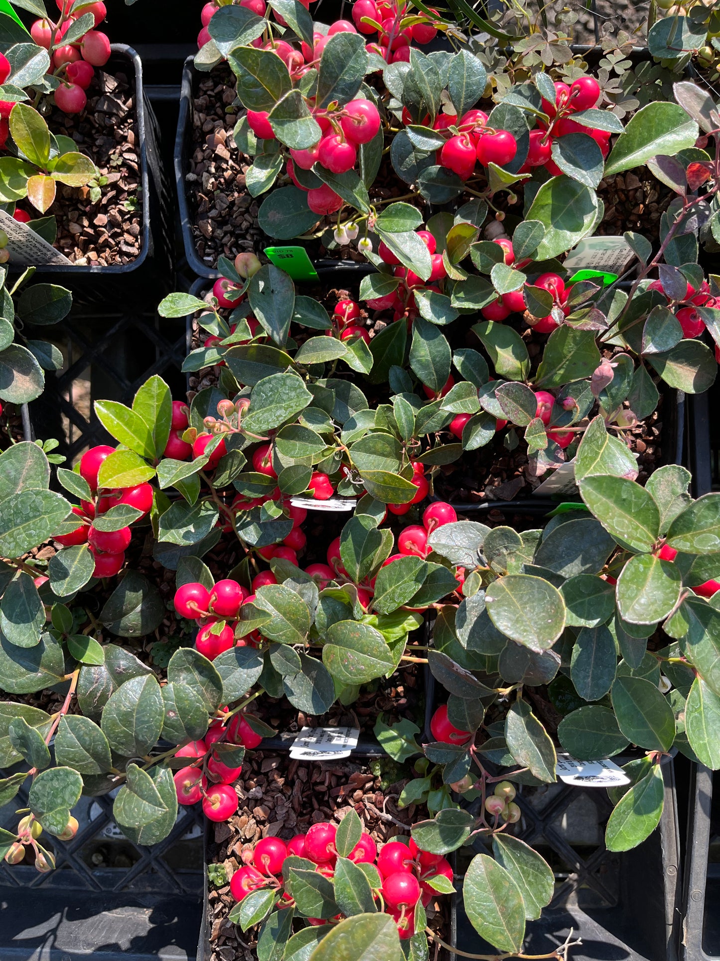 Gaultheria procumbens Peppermint Pearl