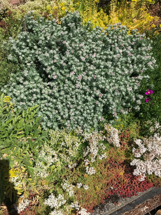 Dorycnium hirsutum