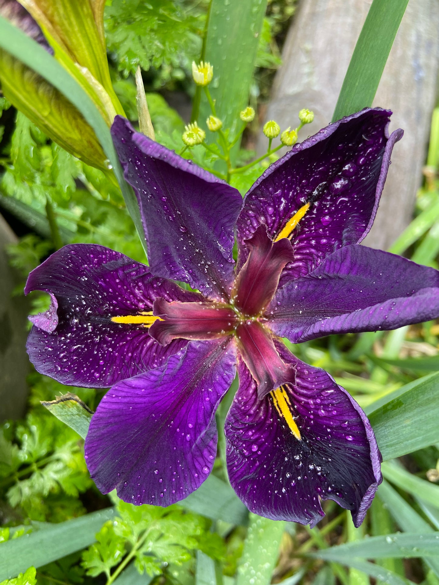 Iris x louisiana ‘Black Gamecock’