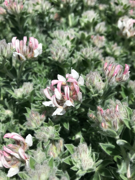 Dorycnium hirsutum