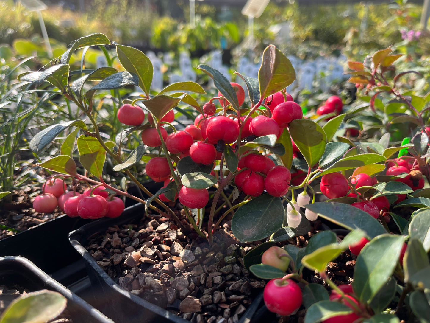 Gaultheria procumbens Peppermint Pearl