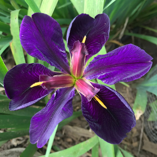 Iris x louisiana ‘Black Gamecock’