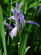 Iris lactea