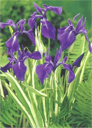Iris laevigata 'Variegata'