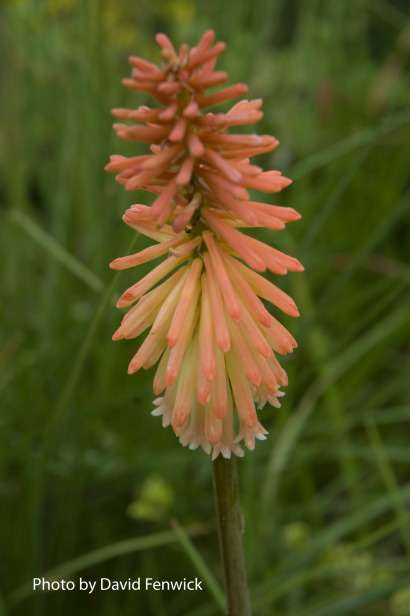 Kniphofia 'Safranvogel'