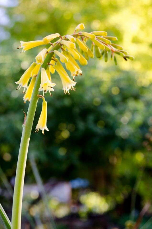 Kniphofia pauciflora