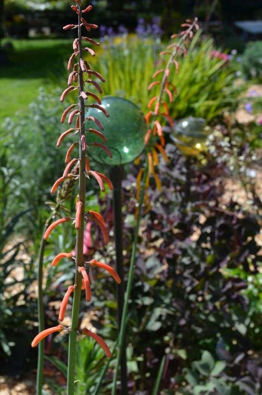 Kniphofia thomsonii var. snowdenii