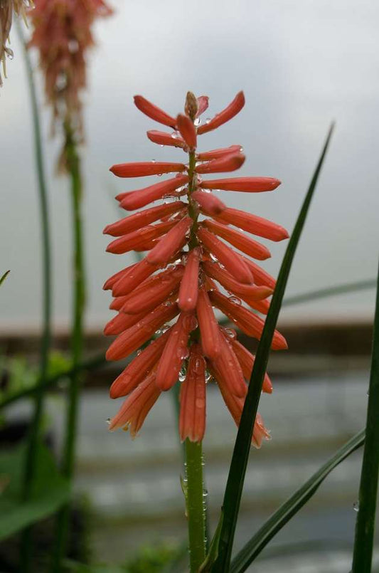 Kniphofia 'Wol's Red'