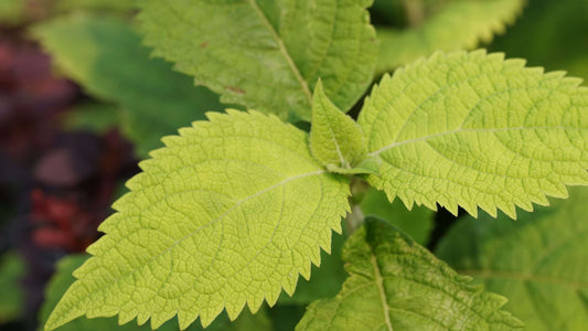 Comanthosphace stellipila