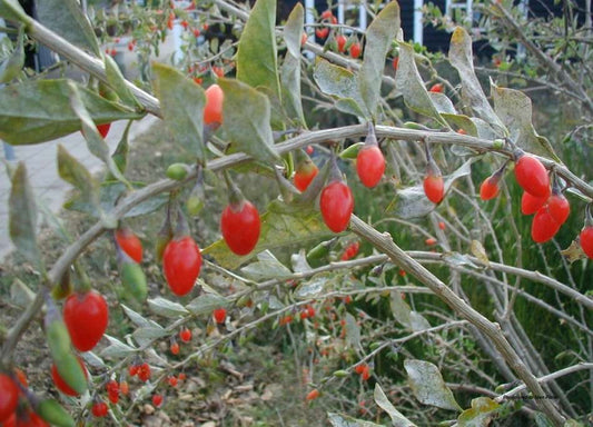 Lycium barbarum (Goji Berry)