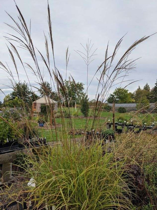 Miscanthus transmorrisonensis