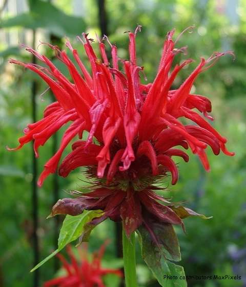 Monarda 'Jacob Cline'