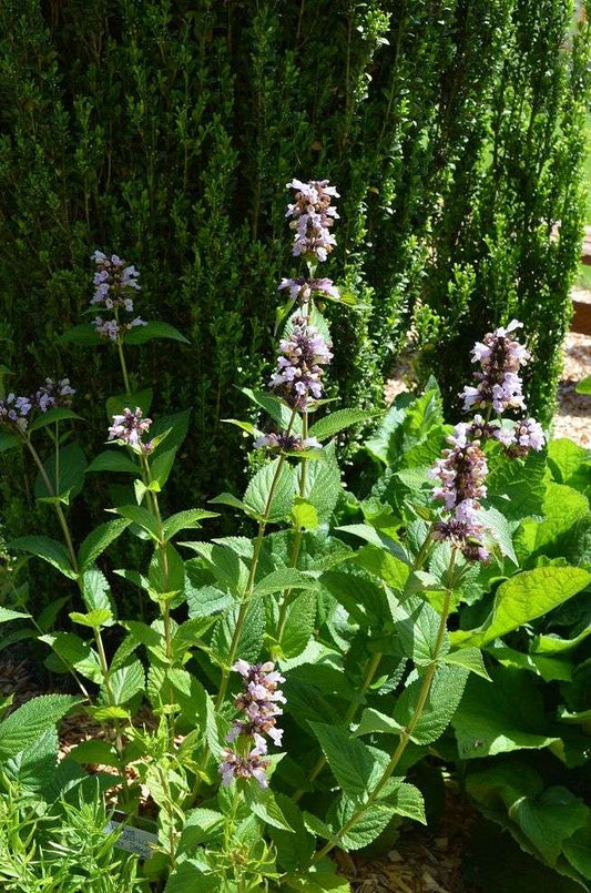 Nepeta subsessilis 'Sweet Dreams'