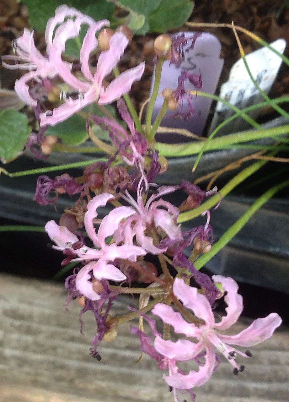 Nerine filifolia – Secret Garden Growers