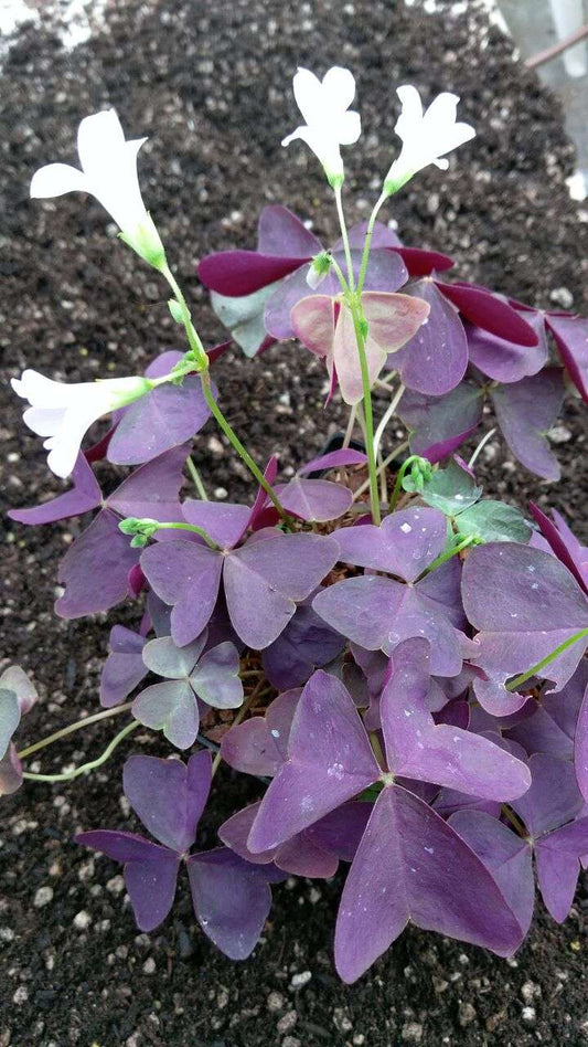 Oxalis regnellii 'Francis'