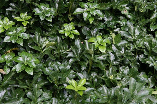 Pachysandra terminalis 'Green Sheen'