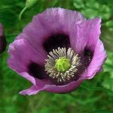 Papaver hybrida 'Hungarian Blue'