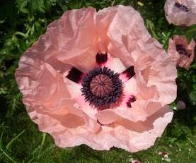 Papaver orientale 'Coral Reef'