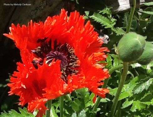 Papaver orientale 'Melody's Orange'