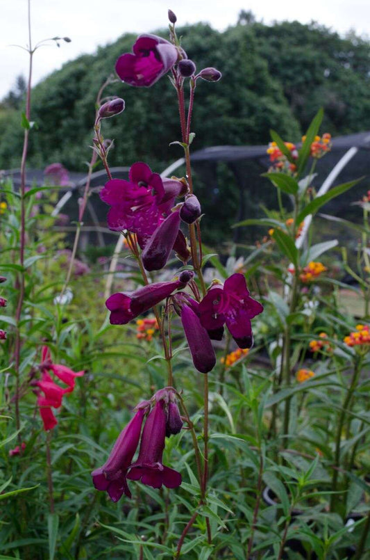 Penstemon 'Blackbird'
