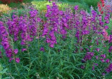 Penstemon 'Cha Cha Purple'